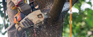 Leaf Removal in Red Wing, MN