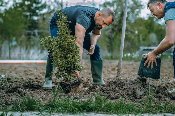 Red Wing, MN Tree Services Company
