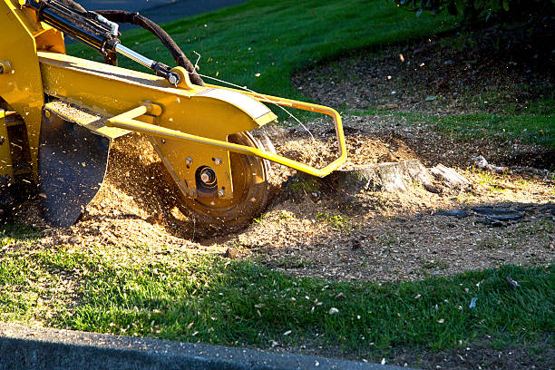 Best Tree Trimming and Pruning  in Red Wing, MN