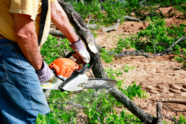 Best Tree Cabling and Bracing  in Red Wing, MN